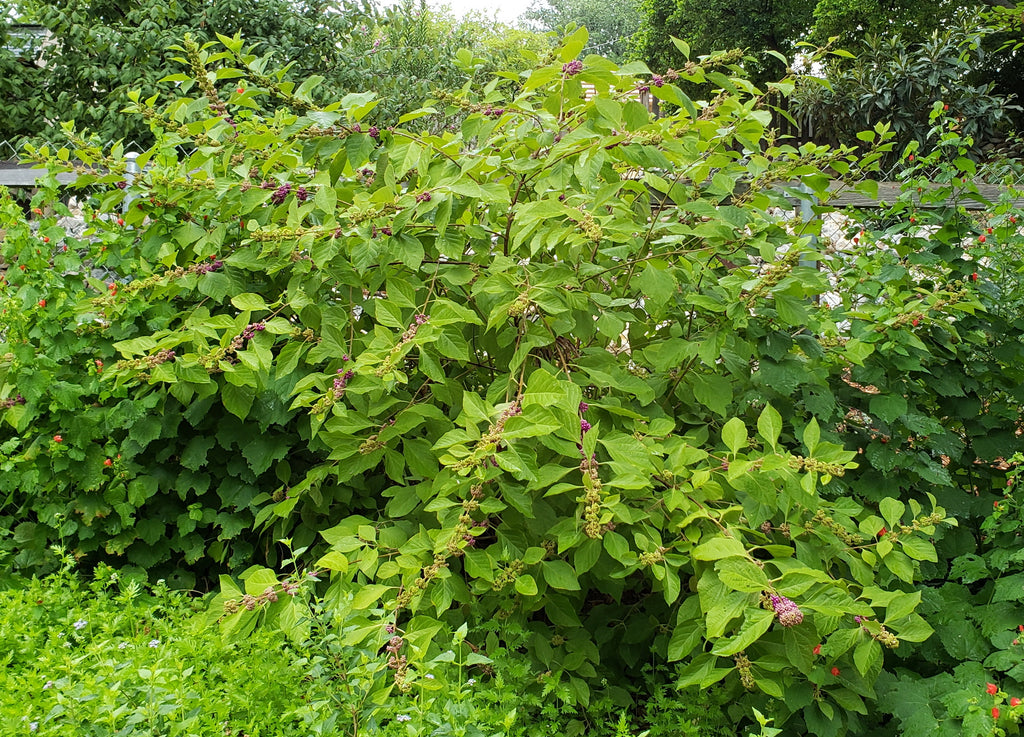 American Beautyberry (Callicarpa americana)