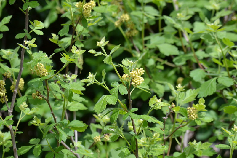 Aromatic sumac Rhus aromatica