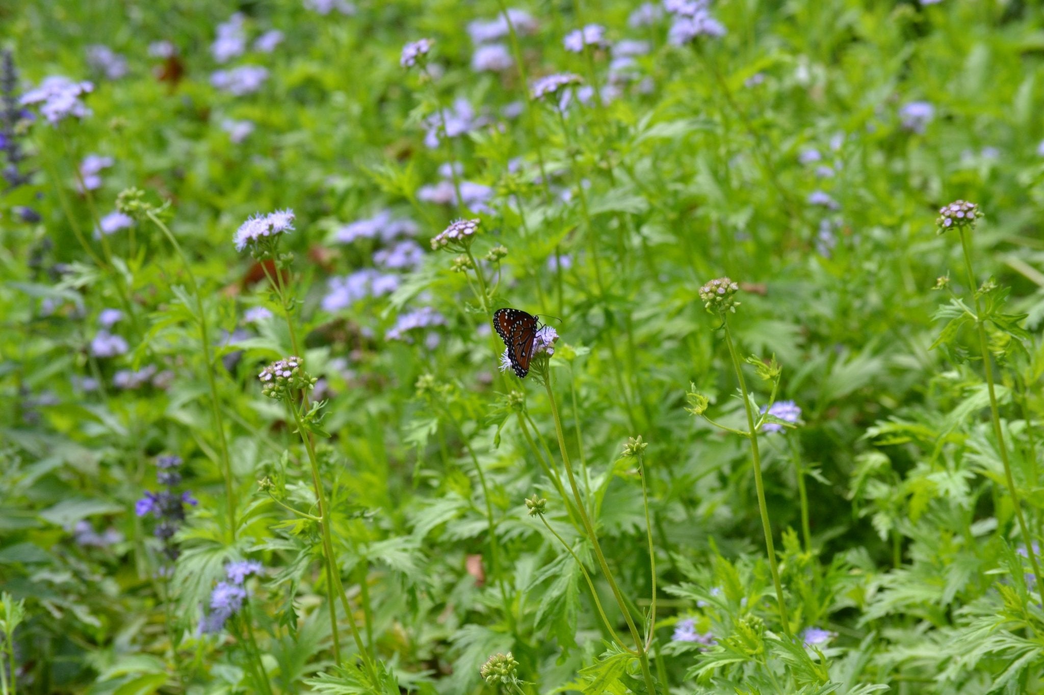 Gregg's Mistflower (Conoclinium greggii)