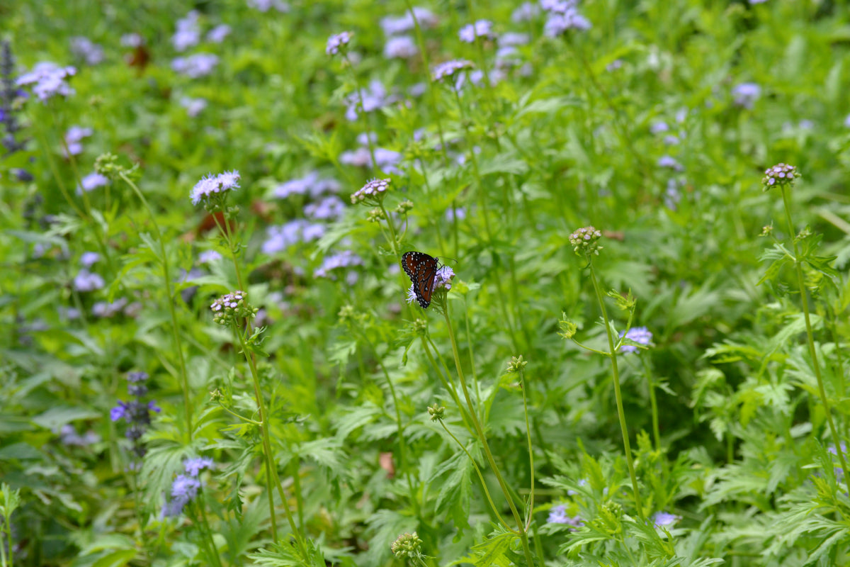 Gregg's Mistflower (Conoclinium greggii)