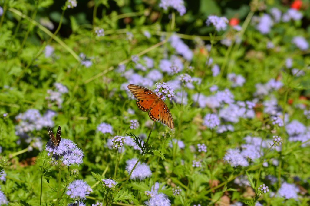 Gregg's Mistflower (Conoclinium greggii)