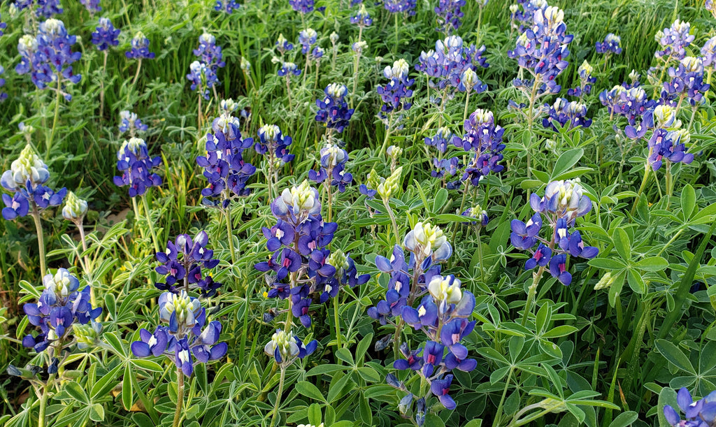 Texas Bluebonnets (Lupinus texensis)