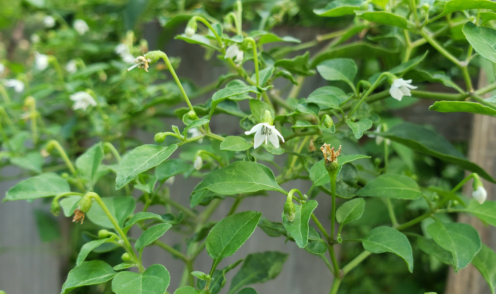 Capsicum annuum var. glabriusculum (Chile Petin)