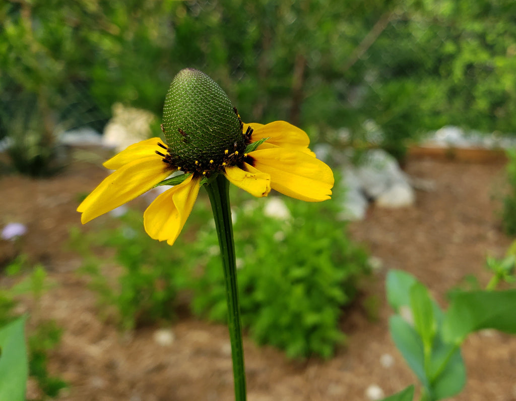 Clasping Coneflower (Dracopis amplexicaulis)