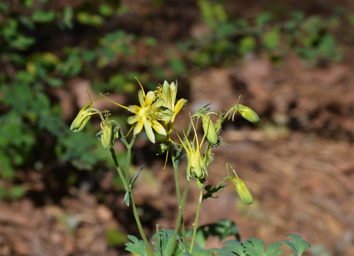 Aquilegia chrysantha hinckleyana (Yellow Columbine 'Texas Gold')