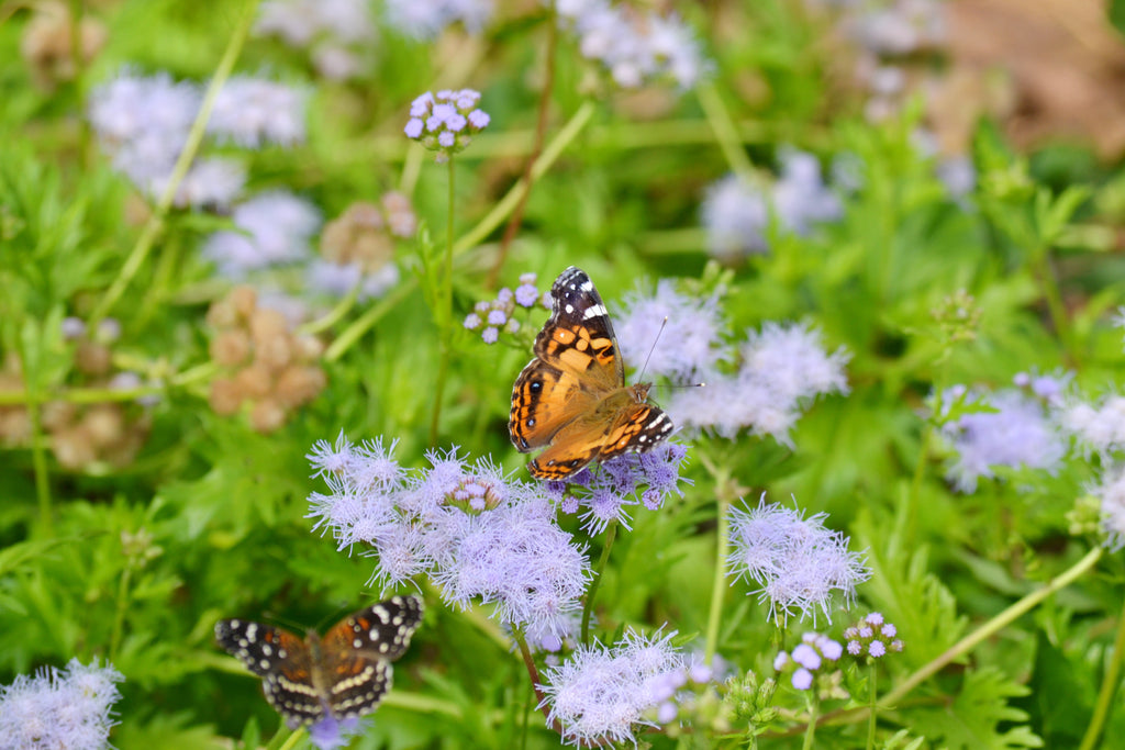 Gregg's Mistflower (Conoclinium greggii)