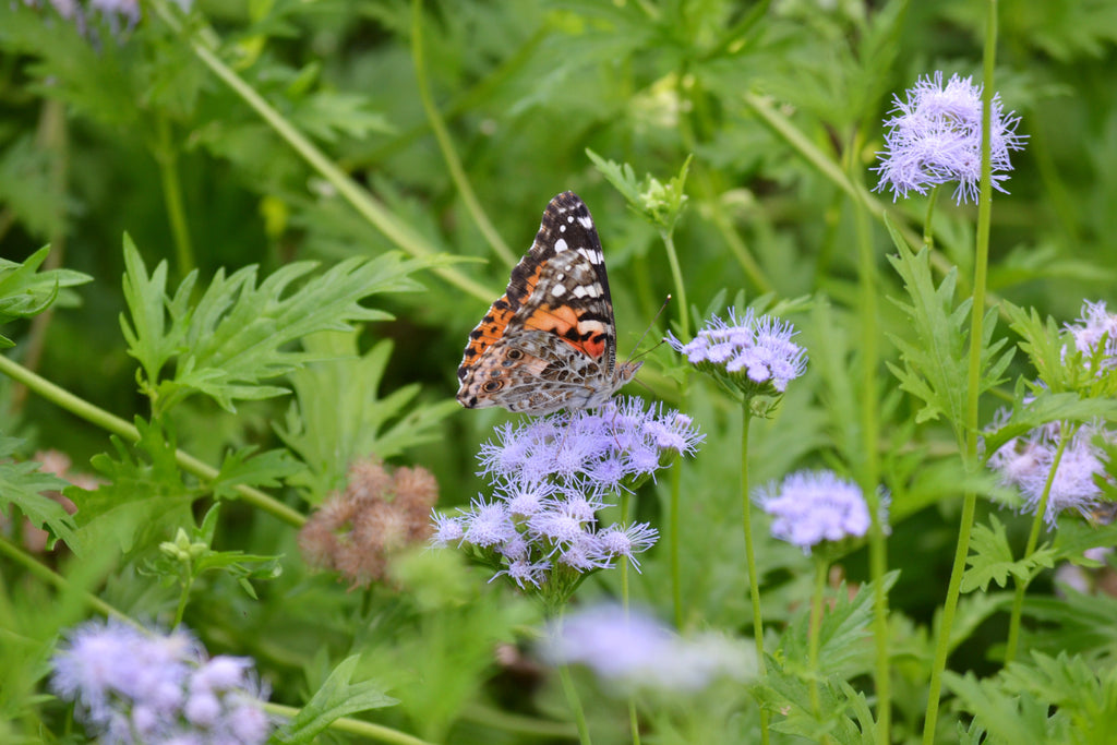 Gregg's Mistflower (Conoclinium greggii)