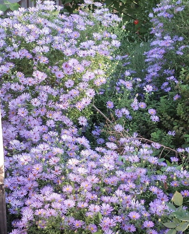 Fall aster (Symphyotrichum oblongifolium)