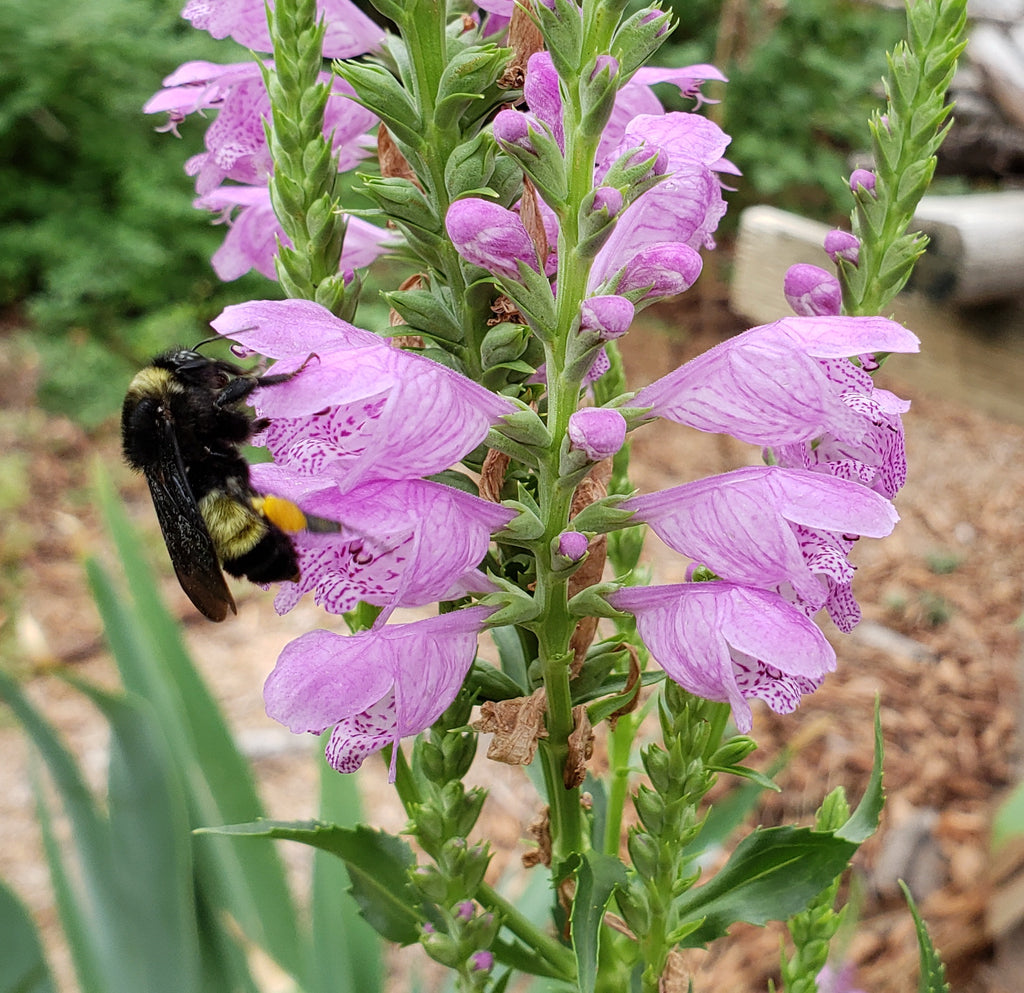 Fall obedient plant (Physostegia virginiana)