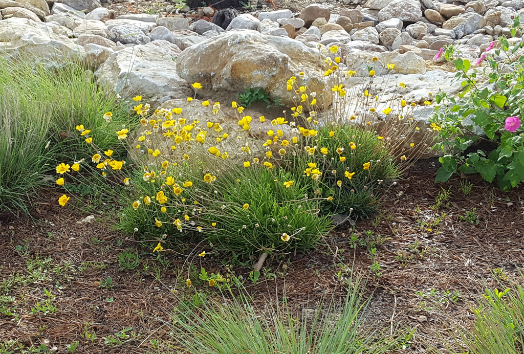 Four-nerve daisy (Tetraneuris scaposa)