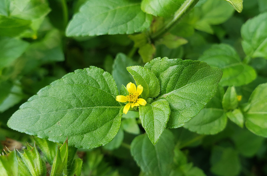 Calyptocarpus vialis (Horseherb)