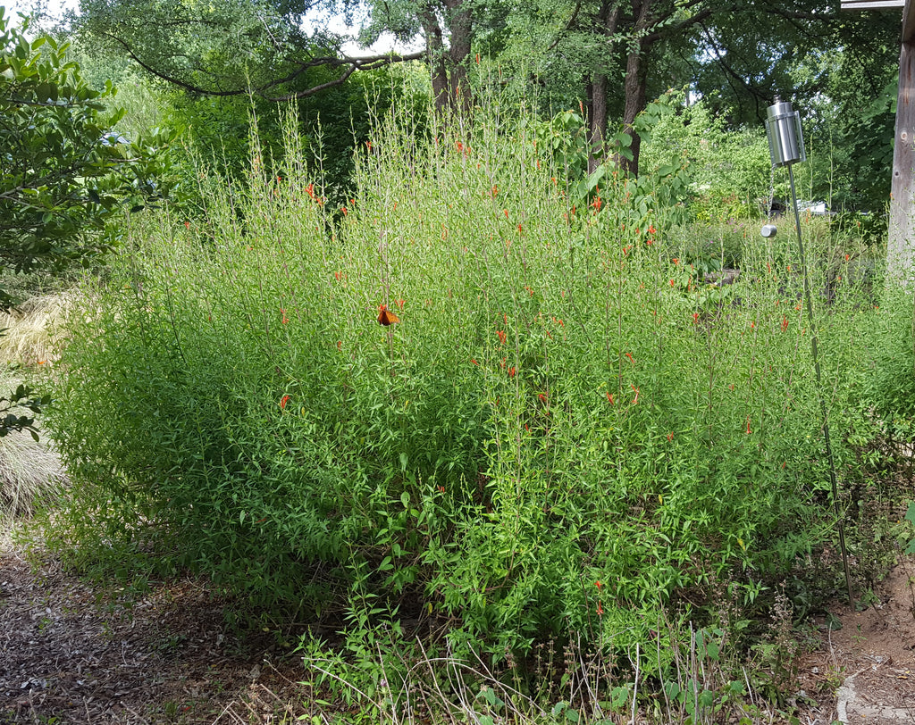 Hummingbird bush (Anisacanthus quadrifidus var. wrightii)