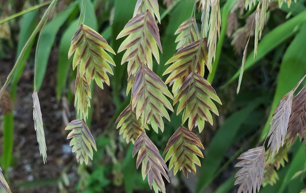 Inland sea oats (Chasmanthium latifolium)