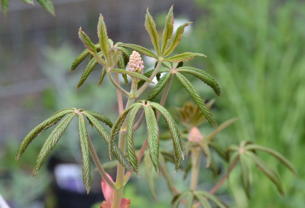 Red Buckeye (Aesculus pavia)