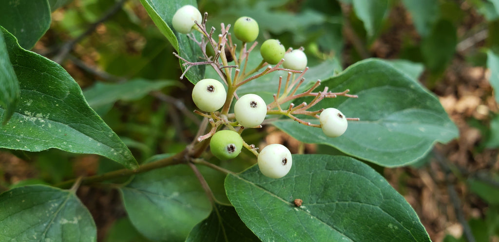 Roughleaf dogwood (Cornus drummondii)