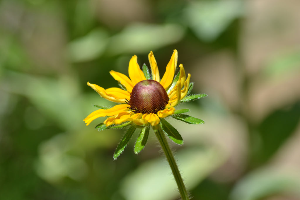 Brown-Eyes Susan (Rudbeckia hirta)