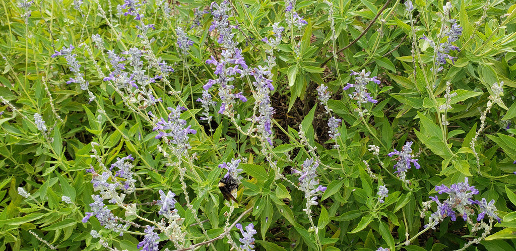 Salvia 'Henry Duelberg' (Salvia farinacea 'Henry Duelberg')