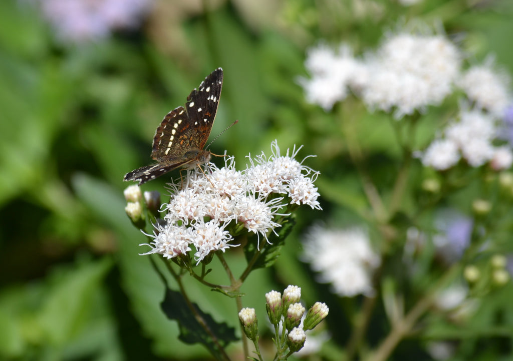 Shrubby boneset (Ageratina havanensis)