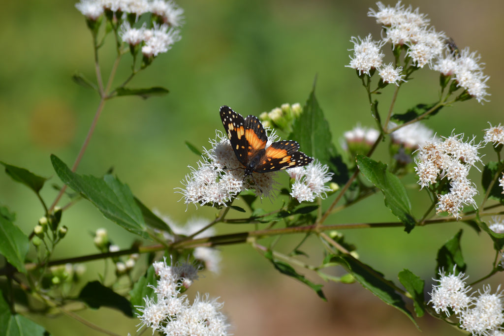 Shrubby boneset (Ageratina havanensis)