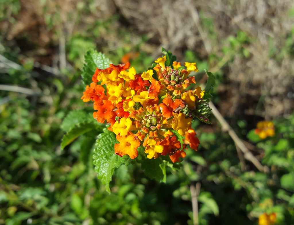 Texas lantana (Lantana urticoides)