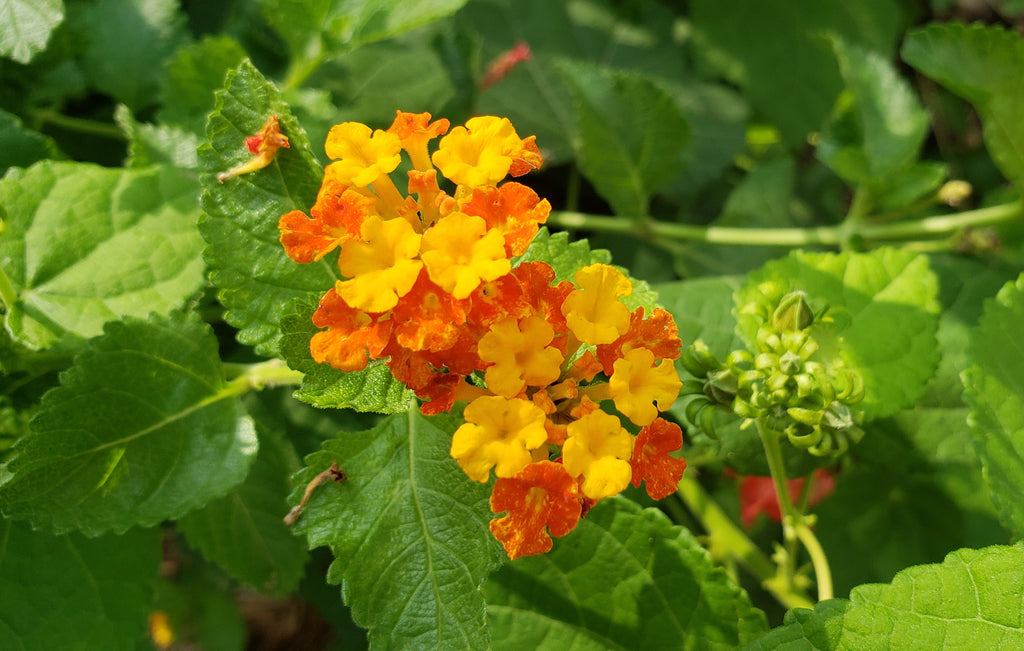 Texas lantana (Lantana urticoides)