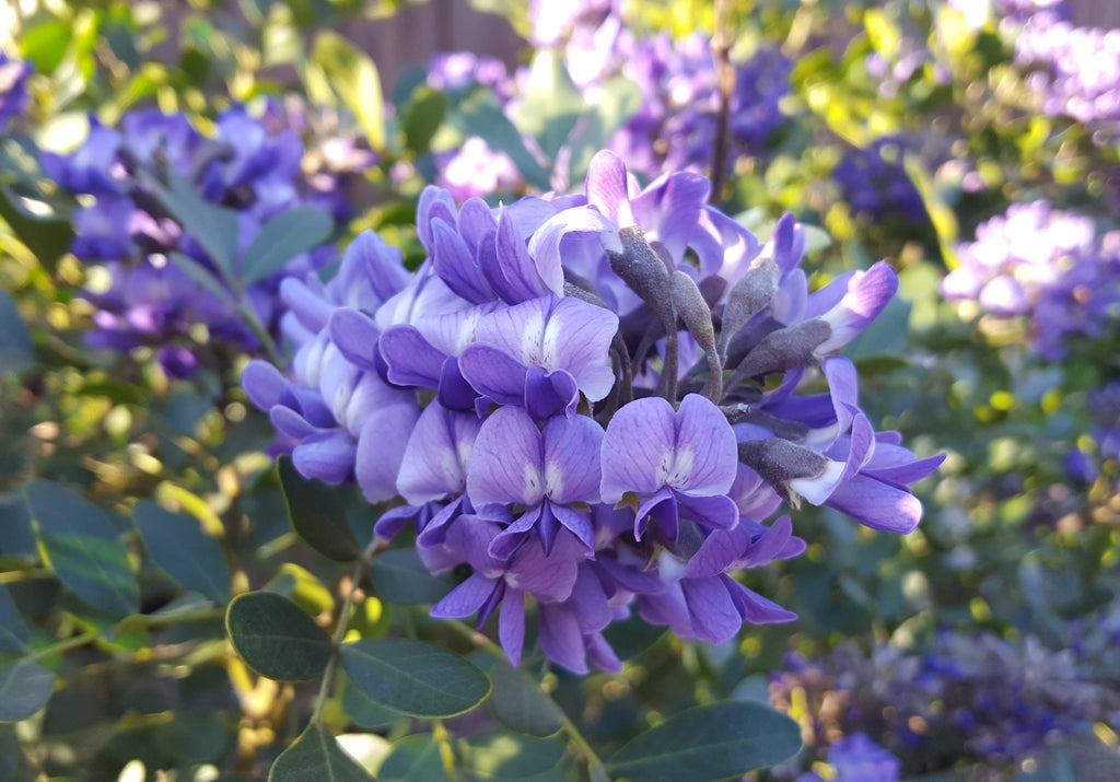 Texas mountain laurel (Sophora secundiflora)