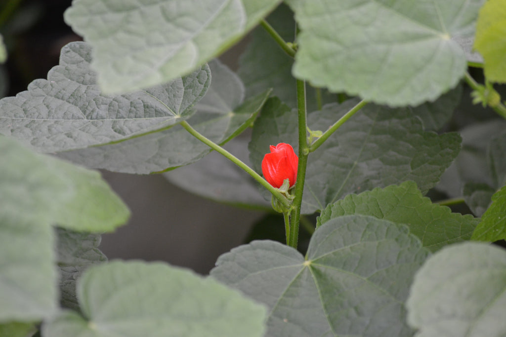 Turk's cap (Malvaviscus arboreus var. drummondii)