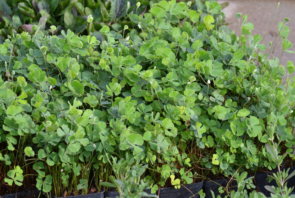 Clover Fern (Marsilea macropoda)