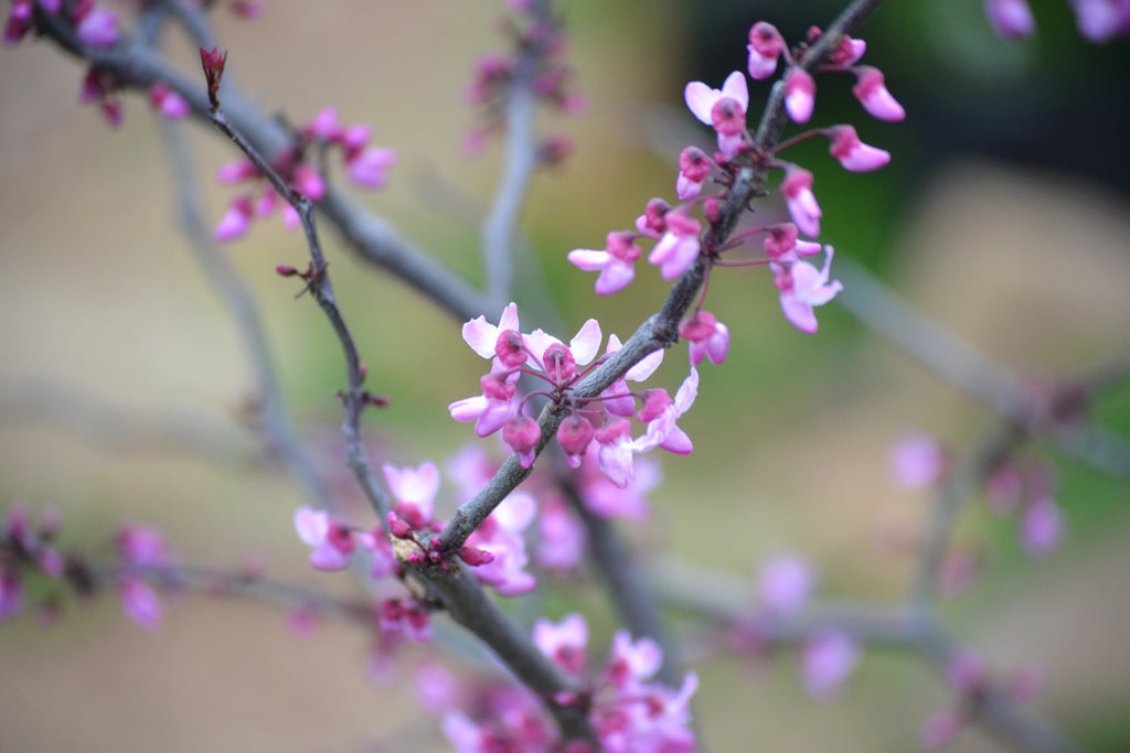 Texas Redbud (Cercis canadensis L. var. texensis)