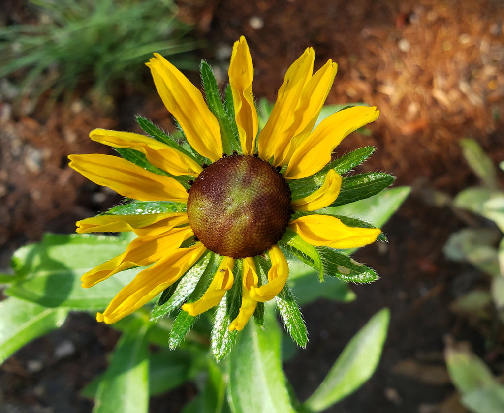 Brown-Eyes Susan (Rudbeckia hirta)