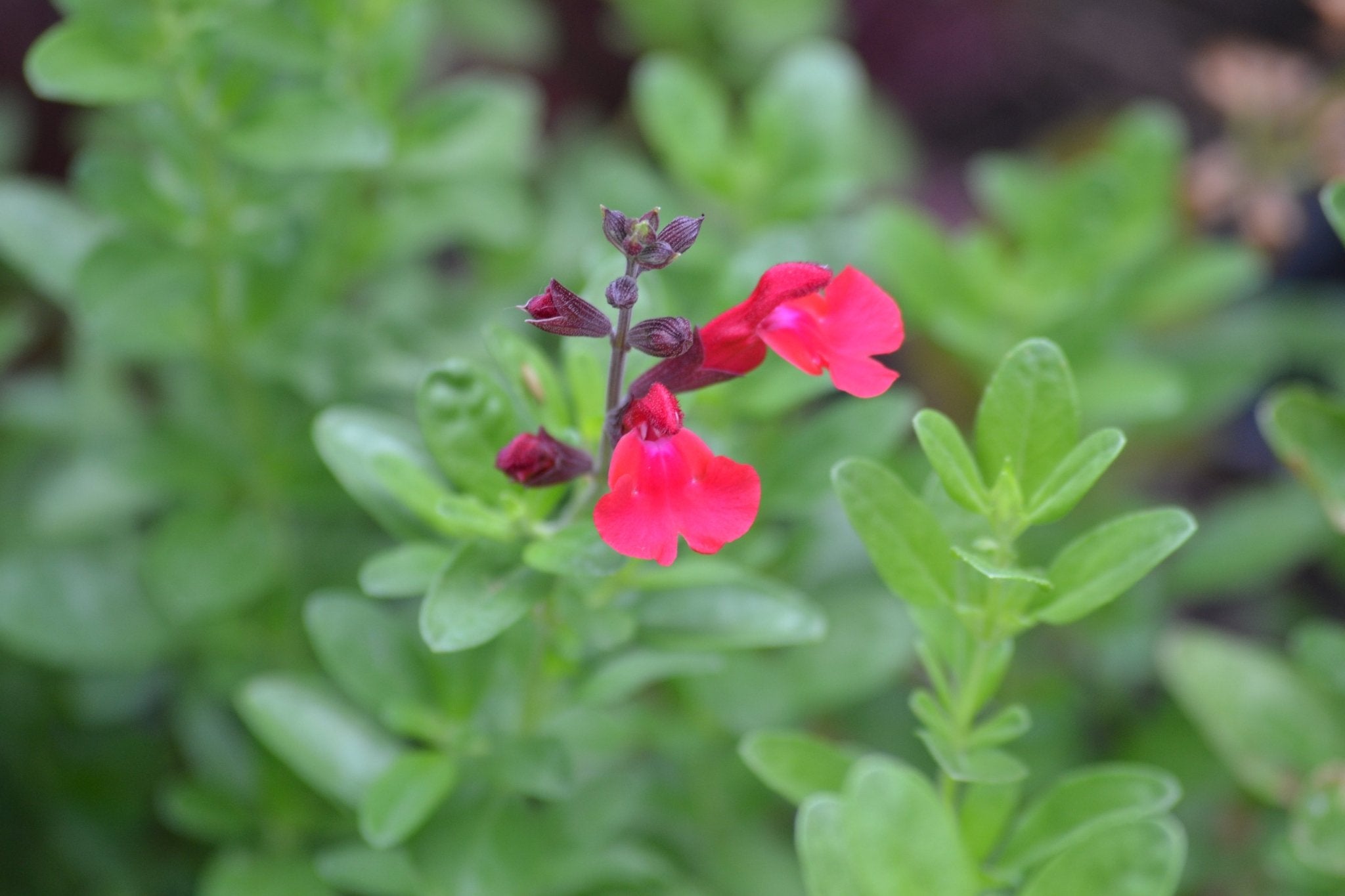Salvia greggii red (Autumn Sage red)